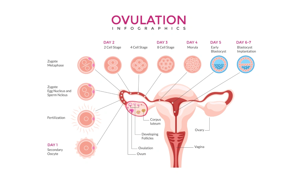 Can You Have Multiple Ovulations Per Month?