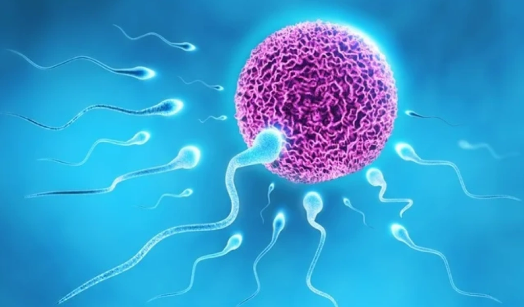 Fertility Drugs For Males To Increase Sperm Count